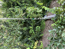 Stammen van de Iep worden onderling verbonden
Jaartal: 28 oktober 2024
Bron: Brand Boomverzorging