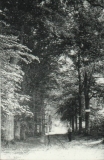 Frederiksoord - Beukenlaan