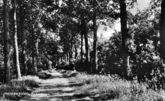 Frederiksoord - Beukenlaan