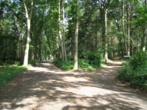 Frederiksoord - Beukenlaan