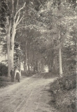 Frederiksoord - Beukenlaan