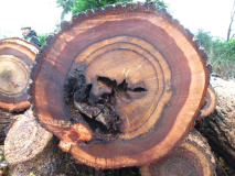 Knotten van de Fladder Iep
Jaartal: 1 december 2011
Bron: Brand Boomverzorging