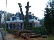 Knotten van de Fladder Iep
Jaartal: 1 december 2011
Bron: Brand Boomverzorging