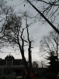 Knotten van de Fladder Iep
Jaartal: 1 december 2011
Bron: Brand Boomverzorging
