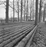 Wilhelminaoord - Oranjelaan